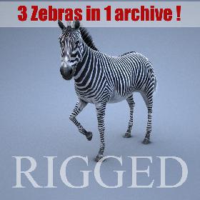 Zebra RIGGED